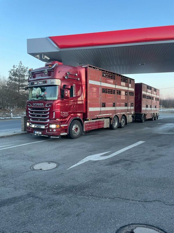 Autodoprava — profesionální přeprava hospodářských zvířat, kamion